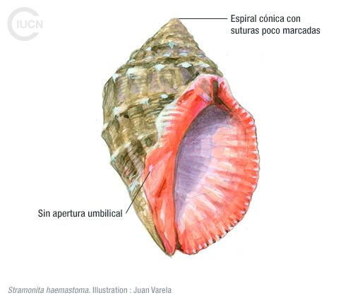 Rapana venosa Similar Species (0010) ES