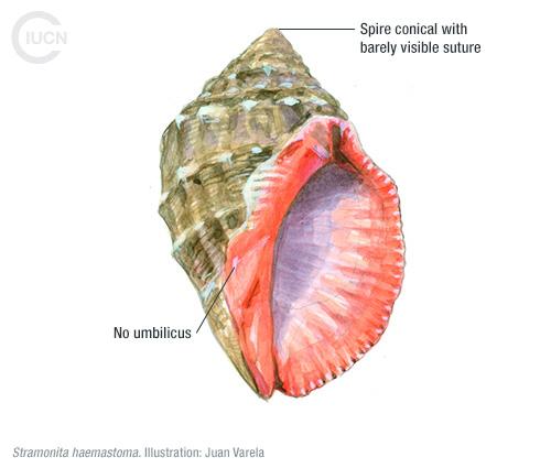 Rapana venosa Similar Species (0010) TR