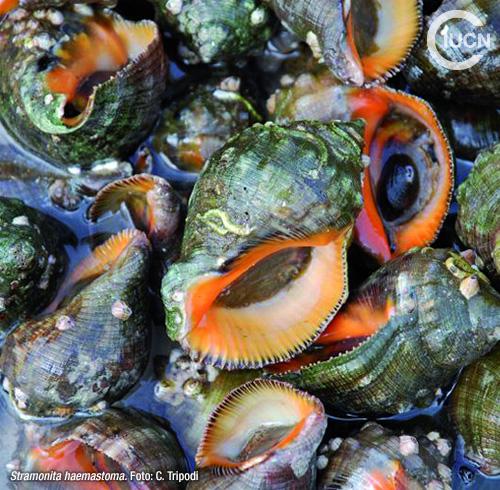 Rapana venosa Similar Species (0020) ES