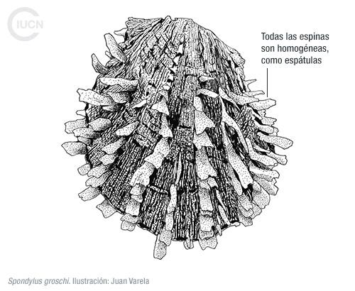Spondylus spinosus Similar Species (0010) EL