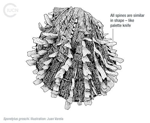 Spondylus spinosus Similar Species (0010) EN