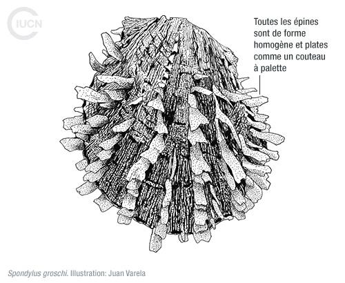 Spondylus spinosus Similar Species (0010) FR
