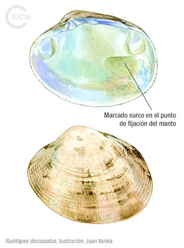 Venerupis (Ruditapes) philippinarum Similar Species (0010) EL