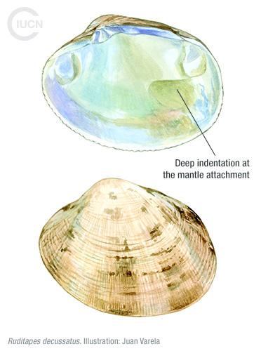 Venerupis (Ruditapes) philippinarum Similar Species (0010) TR