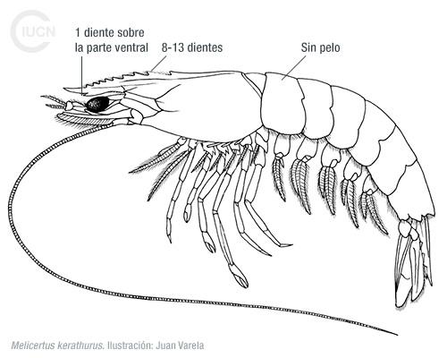 Marsupenaeus japonicus Similar Species (0010) ES