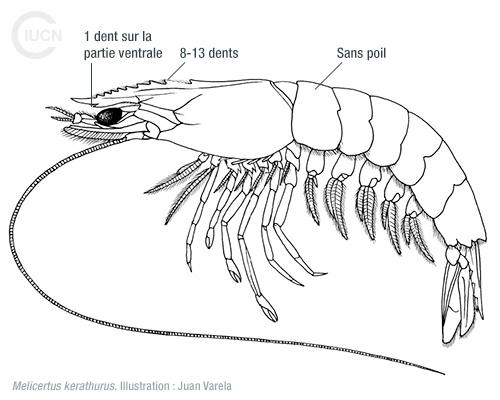Marsupenaeus japonicus Similar Species (0010) FR