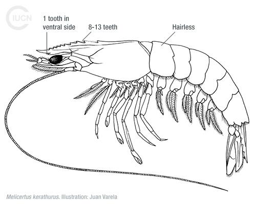 Marsupenaeus japonicus Similar Species (0010) TR