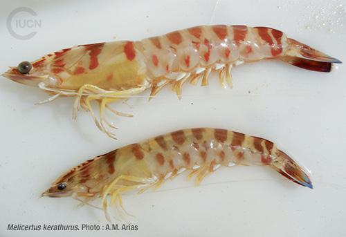 Marsupenaeus japonicus Similar Species (0020) FR