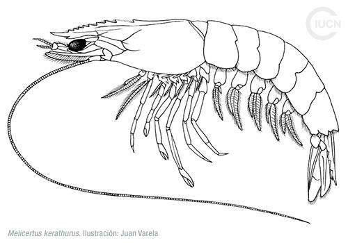 Metapenaeus monoceros Similar Species (0010) EL