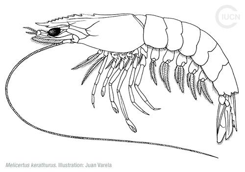 Metapenaeus monoceros Similar Species (0010) TR