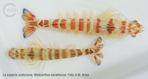 Metapenaeus monoceros Similar Species (0020) ES