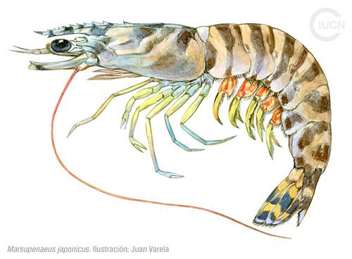 Metapenaeus monoceros Similar Species (0030) ES