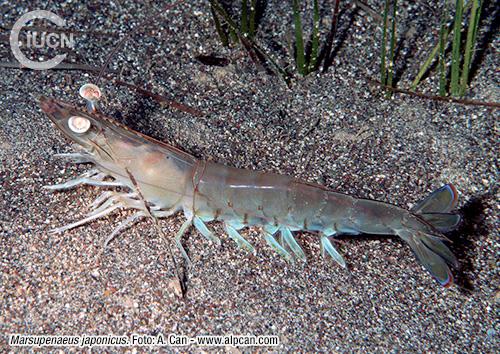 Metapenaeus monoceros Similar Species (0040) ES