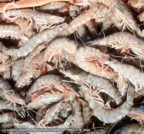 Metapenaeus stebbingi Similar Species (0020) EL