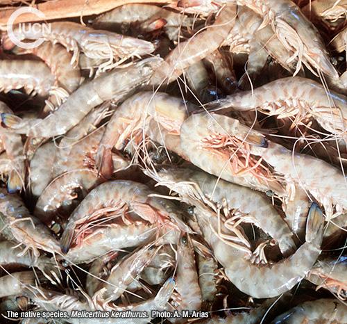 Metapenaeus stebbingi Similar Species (0020) EN