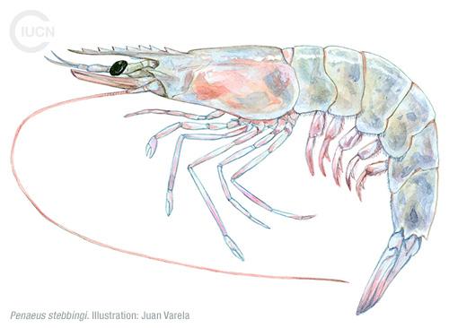 Metapenaeus stebbingi Similar Species (0030) EN