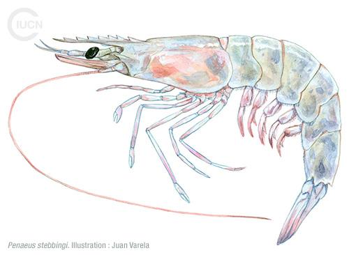 Metapenaeus stebbingi Similar Species (0030) FR