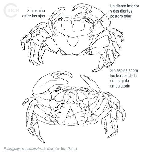 Percnon gibbesi Similar Species (0010) EL