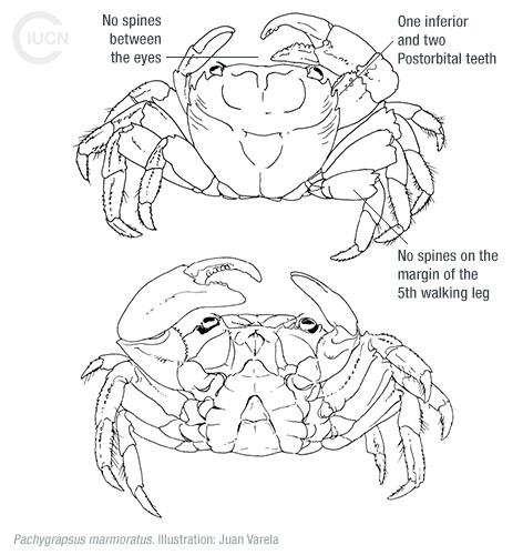 Percnon gibbesi Similar Species (0010) EN