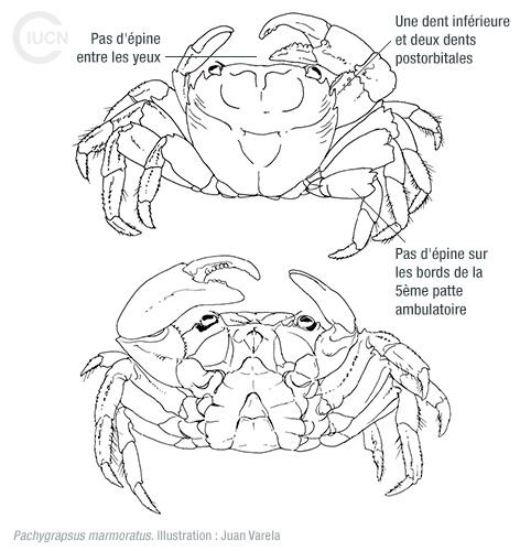 Percnon gibbesi Similar Species (0010) FR