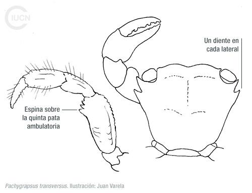 Percnon gibbesi Similar Species (0020) ES