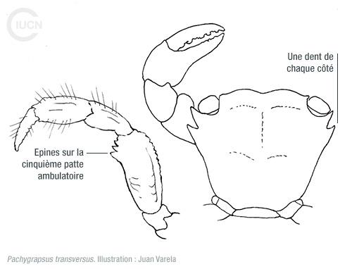 Percnon gibbesi Similar Species (0020) FR