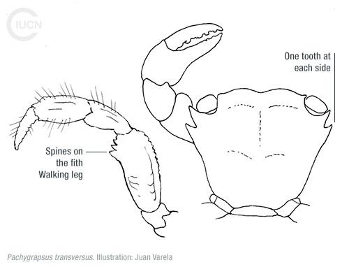 Percnon gibbesi Similar Species (0020) TR
