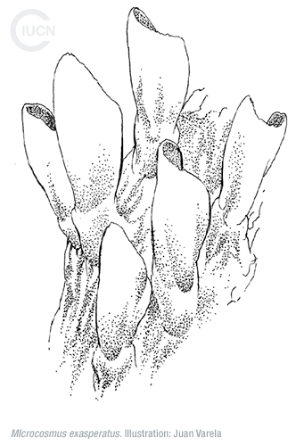 Microcosmus squamiger Similar Species (0010) TR