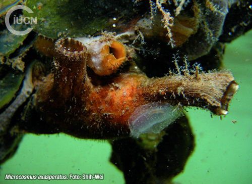 Microcosmus squamiger Similar Species (0020) ES