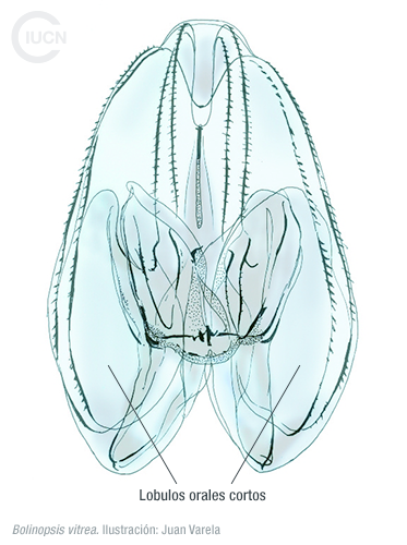 Mnemiopsis leidyi Similar Species (0010) ES