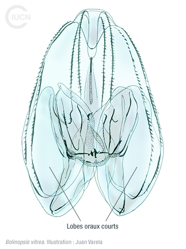 Mnemiopsis leidyi Similar Species (0010) FR