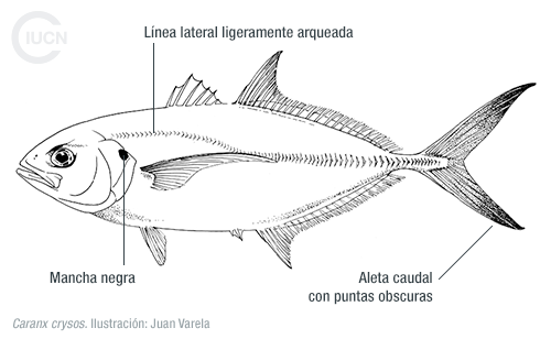Alepes djedaba Similar Species (0010) EL