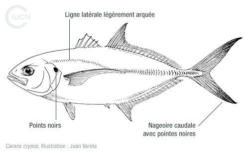 Alepes djedaba Similar Species (0010) FR