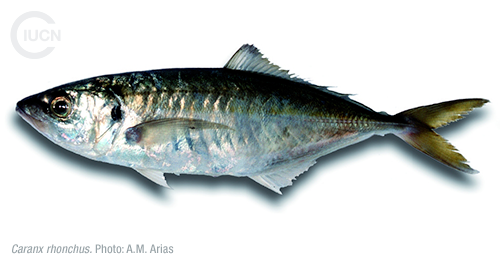 Alepes djedaba Similar Species (0020) EN