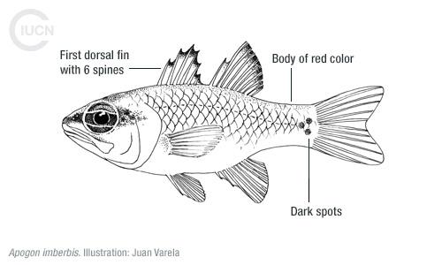 Apogonichthyoides pharaonis Similar Species (0010) EN