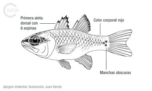 Apogonichthyoides pharaonis Similar Species (0010) ES