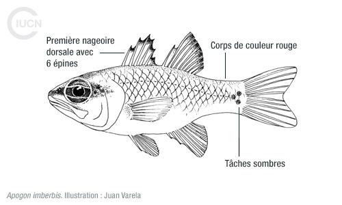 Apogonichthyoides pharaonis Similar Species (0010) FR
