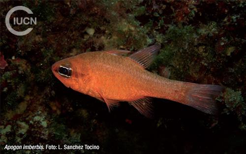 Apogonichthyoides pharaonis Similar Species (0020) ES