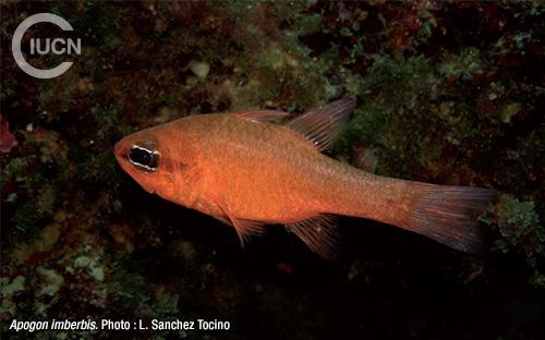 Apogonichthyoides pharaonis Similar Species (0020) FR