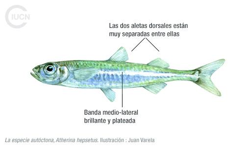 Atherinomorus forskalii Similar Species (0010) ES