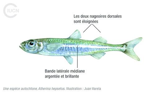 Atherinomorus forskalii Similar Species (0010) FR