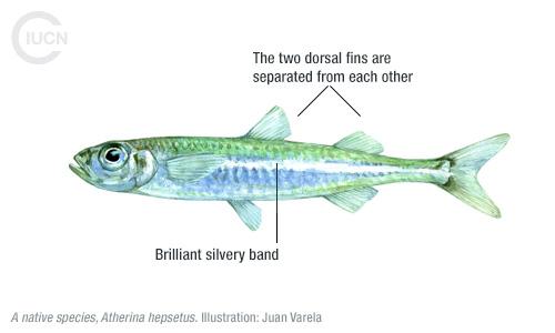 Atherinomorus forskalii Similar Species (0010) TR