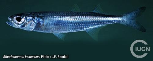 Atherinomorus forskalii Similar Species (0020) FR