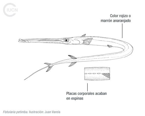 Fistularia commersonii Similar Species (0010) EL