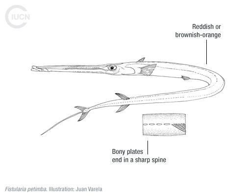 Fistularia commersonii Similar Species (0010) EN