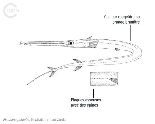 Fistularia commersonii Similar Species (0010) FR