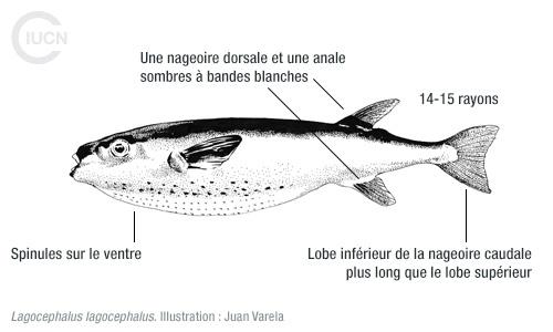Lagocephalus sceleratus Similar Species (0010) FR