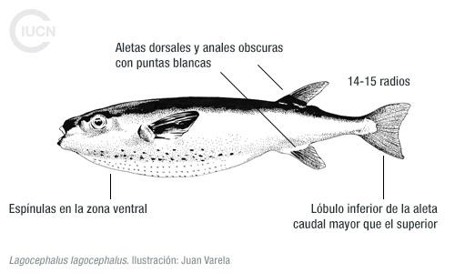 Lagocephalus spadiceus Similar Species (0010) EL