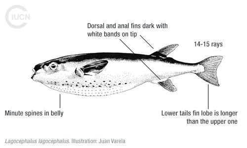 Lagocephalus spadiceus Similar Species (0010) TR