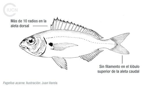 Nemipterus randalli Similar Species (0010) EL